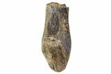 Fossil Hadrosaur (Edmontosaurus) Tooth - Montana #340949-1